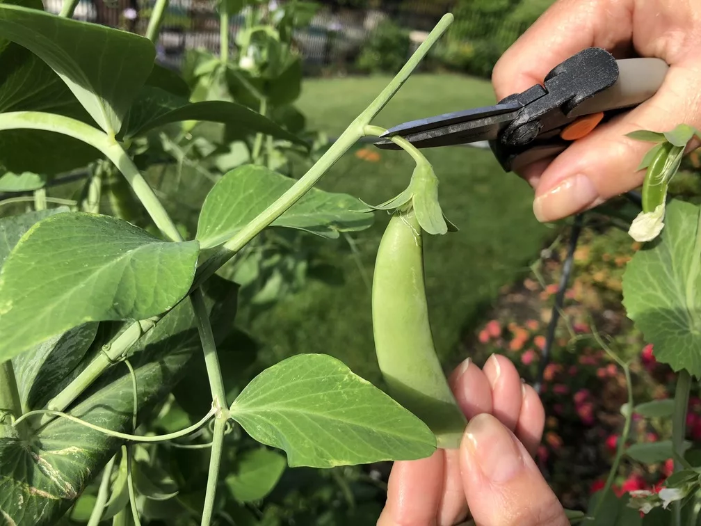 C for Cultivating Garden Peas - Go In-Depth!